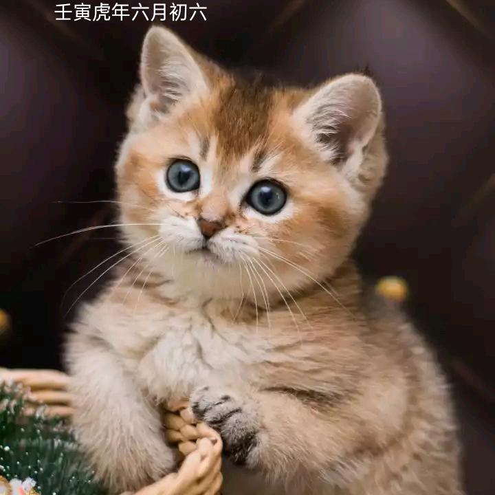 Buxiangbeinifaxian