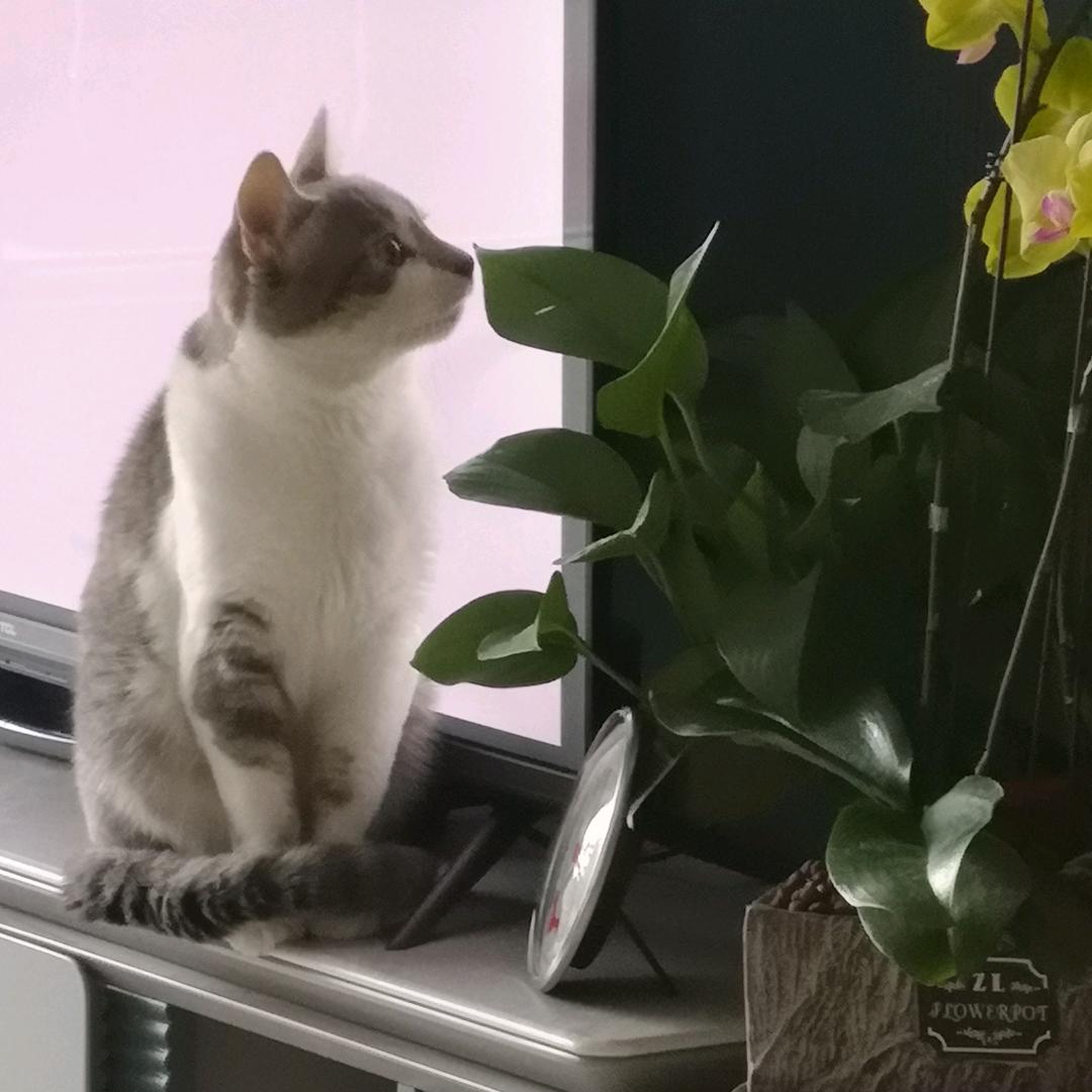 芒果🥭桃桃🍑