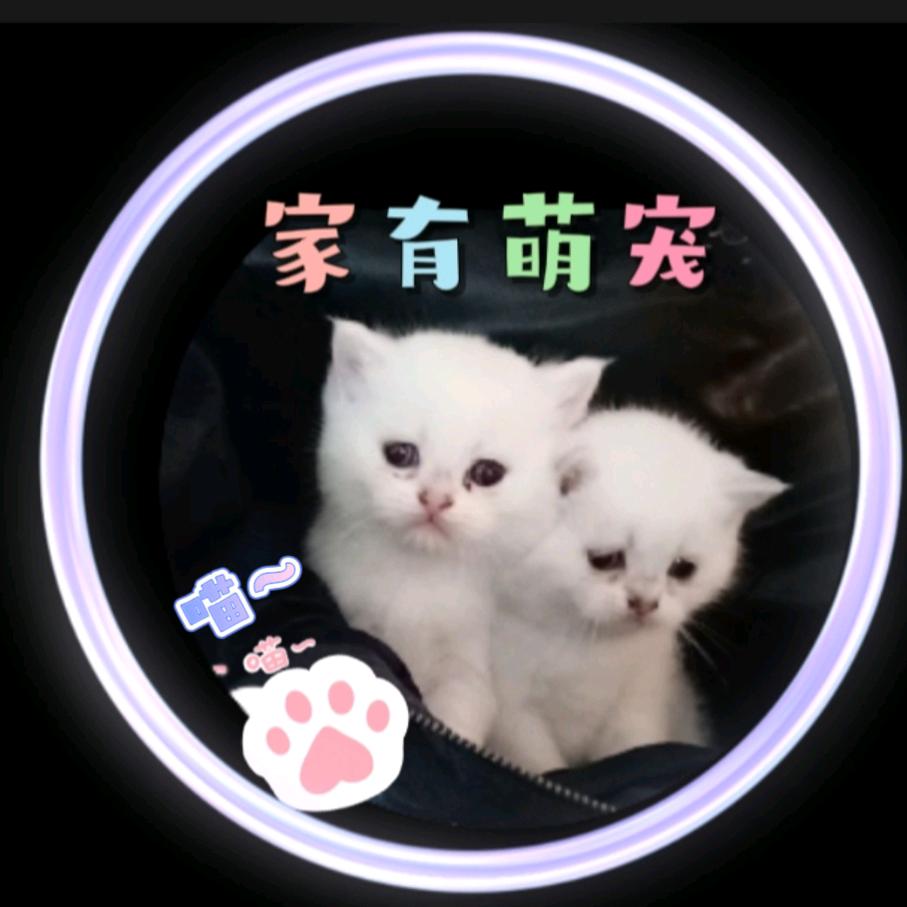 minm的猫星人