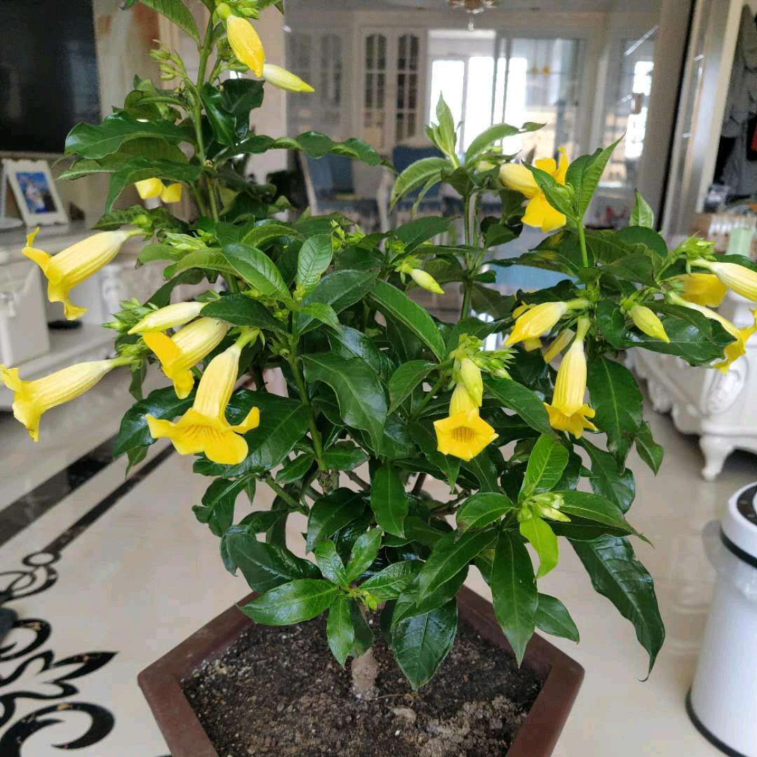 阿拉善盟鑫辉汽贸有限公司