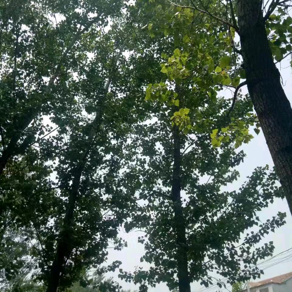 秦有独钟