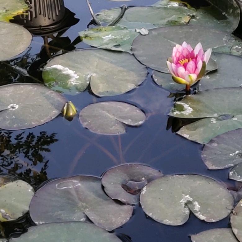 幸福美满（青贮收购，玉米收获）