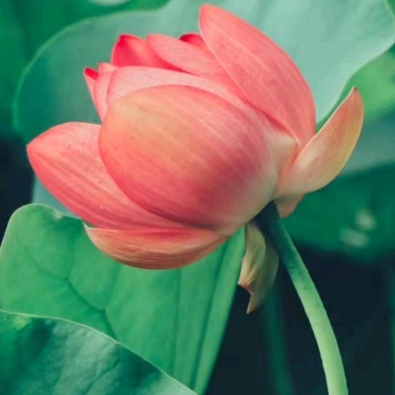 一切都好平安吉祥