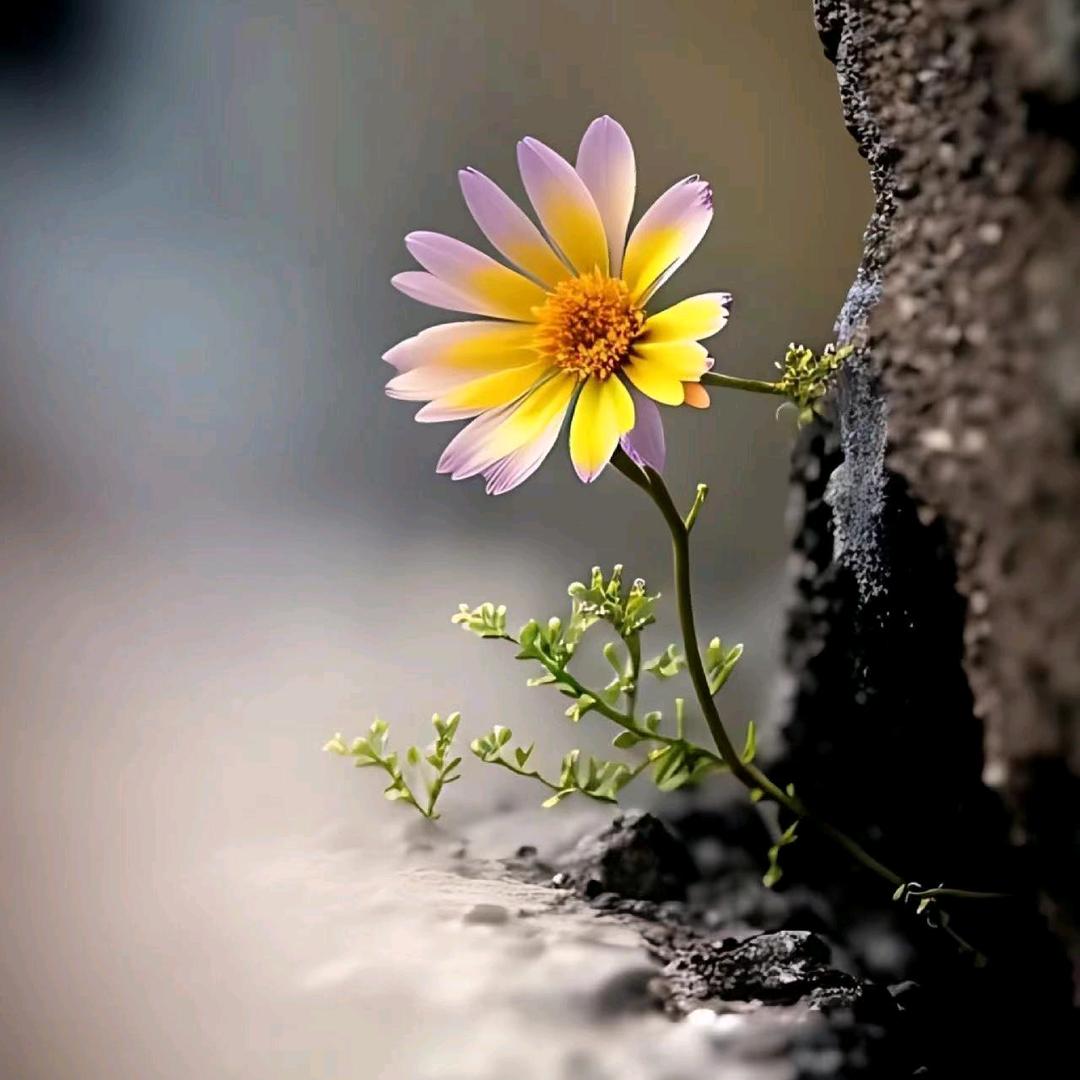 陌上花开