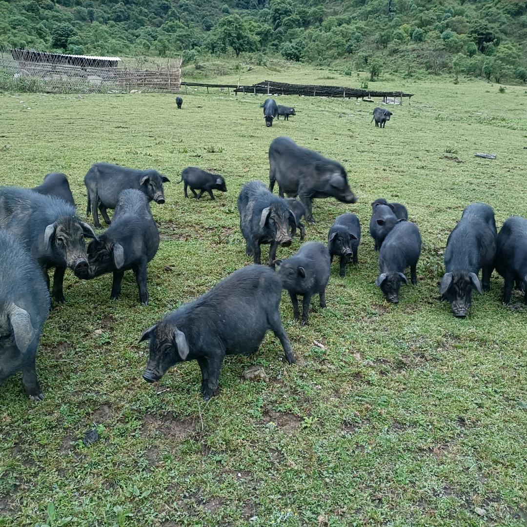 滇西，马背上的非遗美食