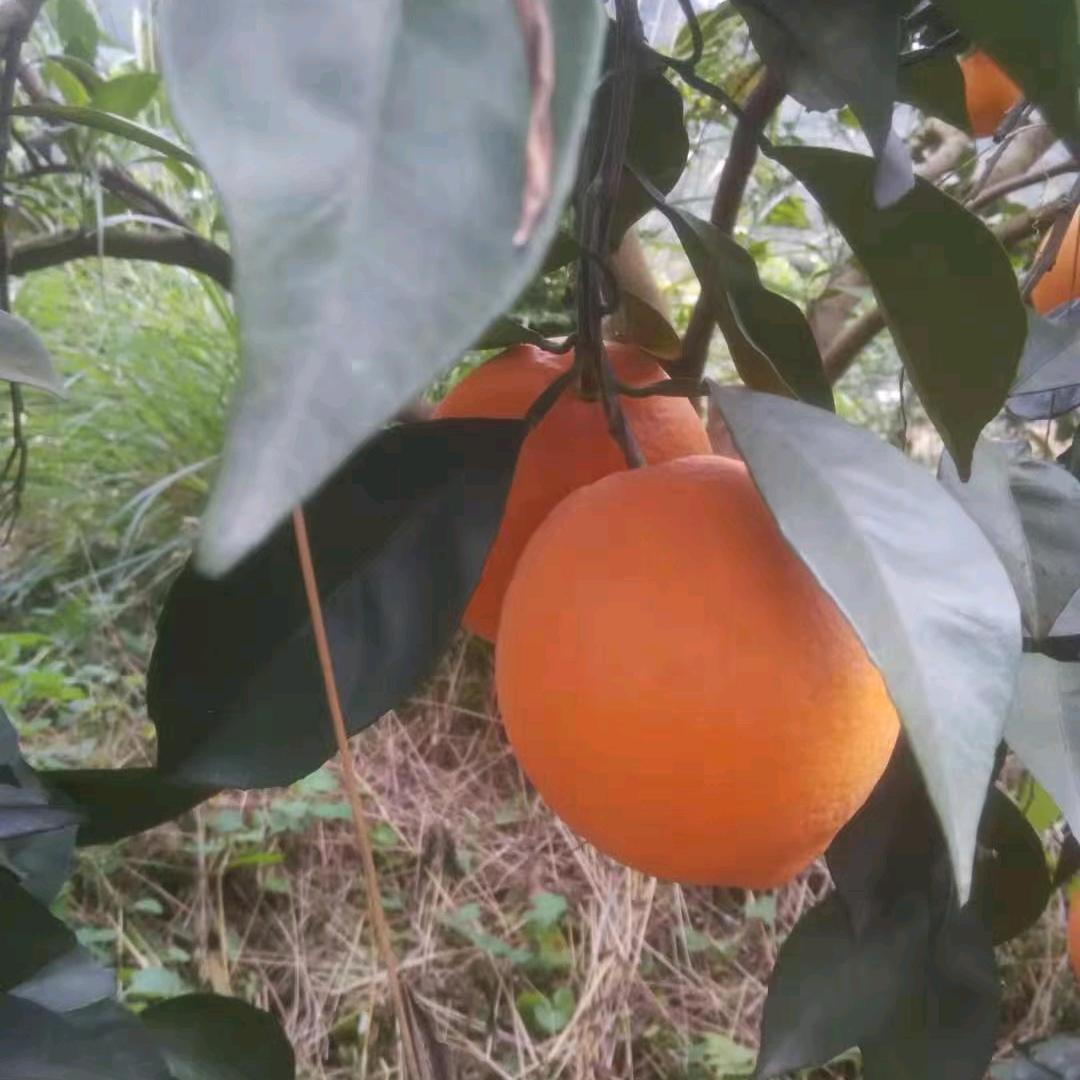 赣南脐橙晓峰橙