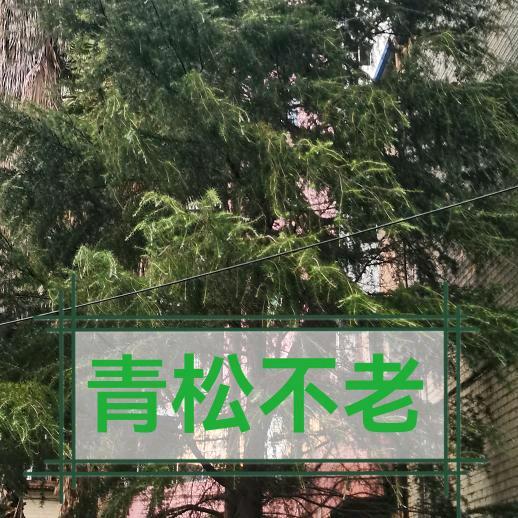 青松不老
