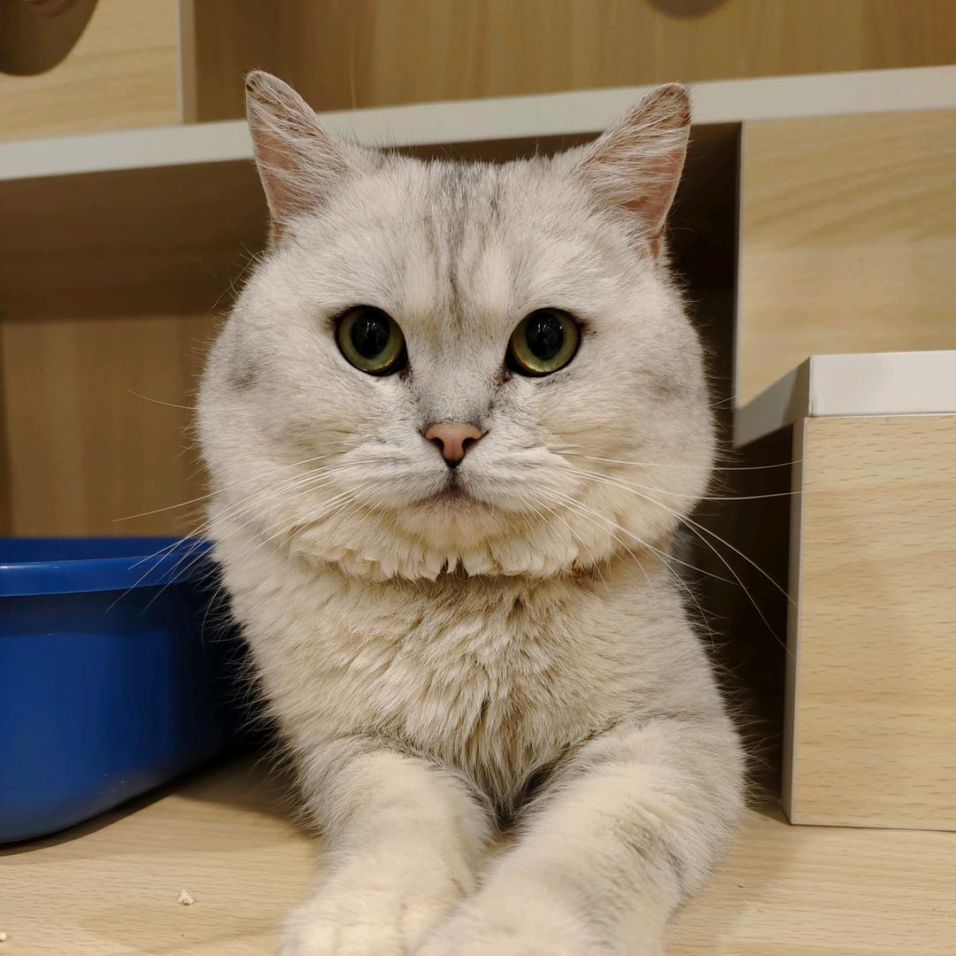 鼓捣鼓捣猫
