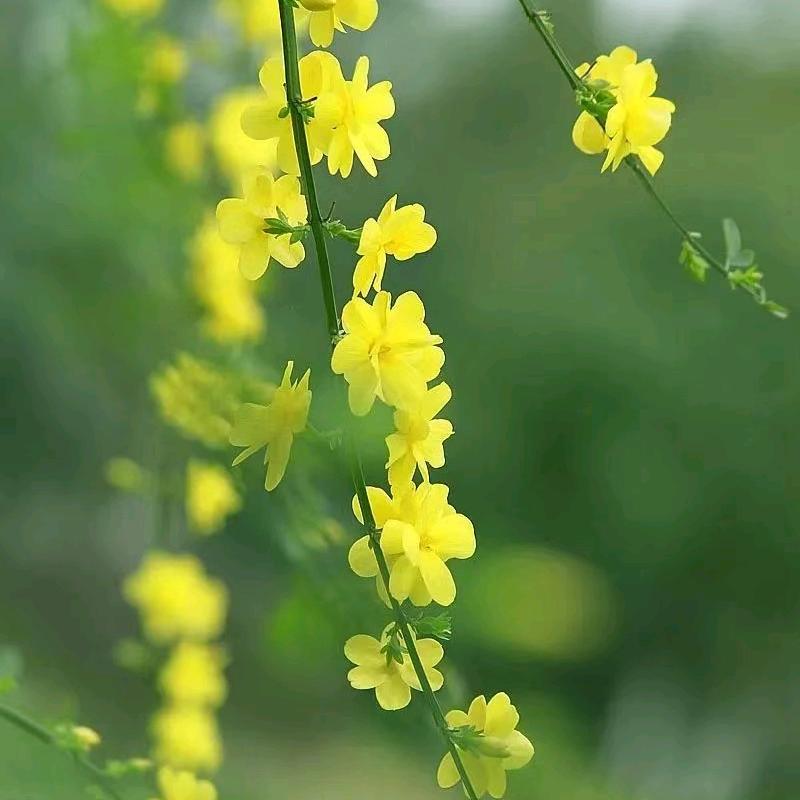 臧鑫妈