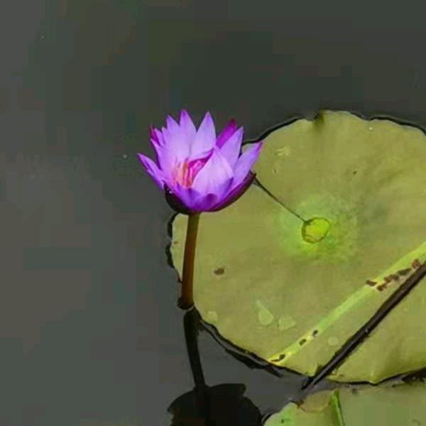 （荷花）