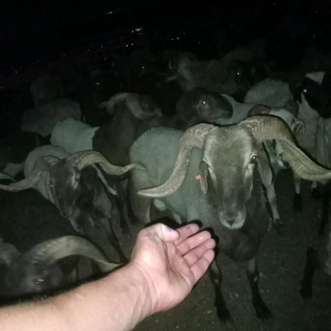 于田县 羊肉批发和零售· 买 🐏总🐏