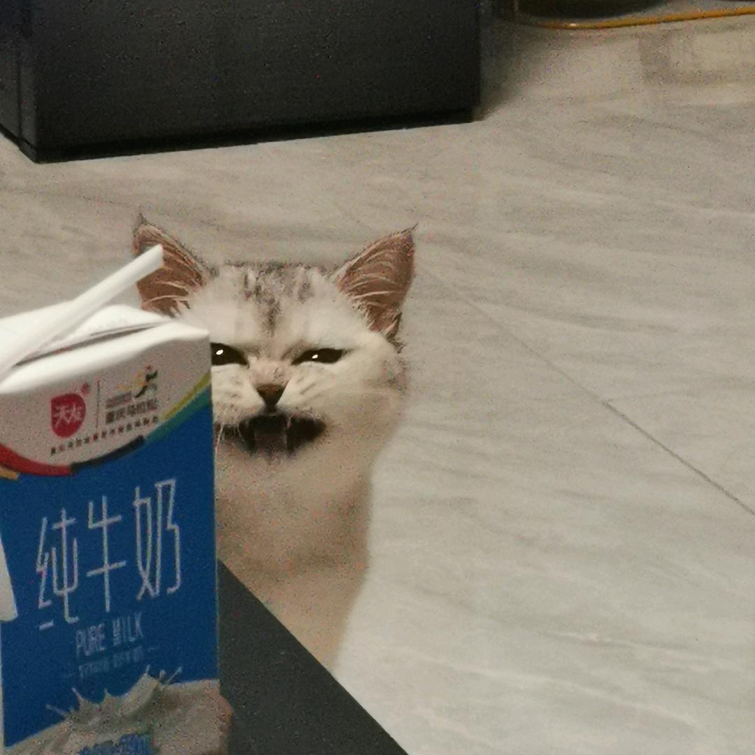 喵王下山