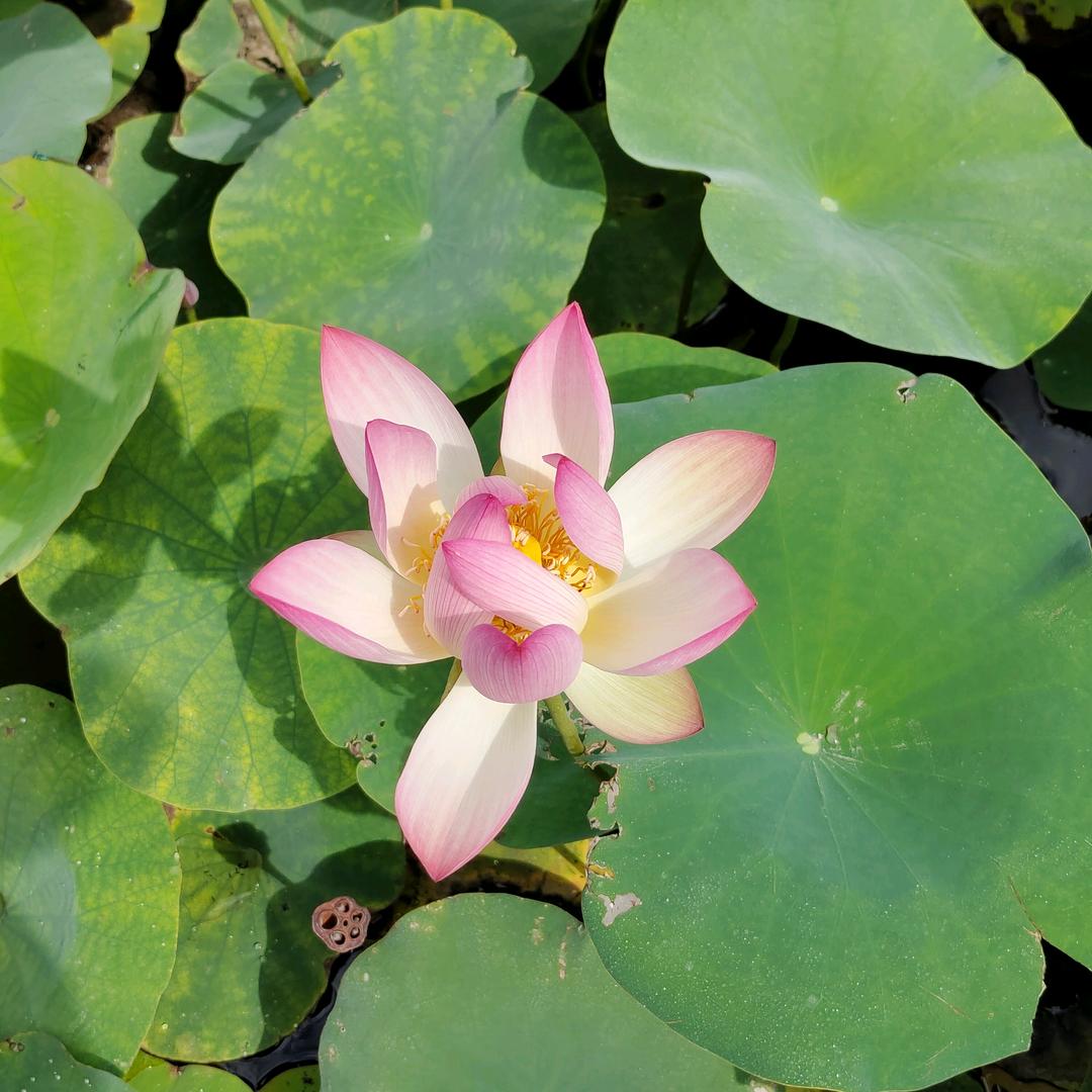 成成