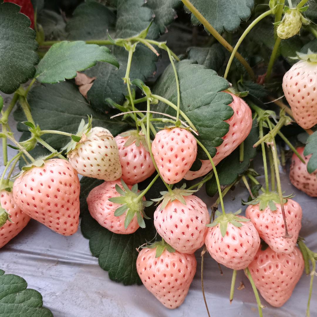 舒马水果生鲜小时达