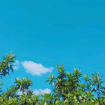 向往