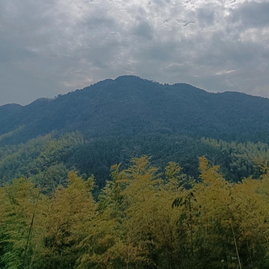 大山上的猪