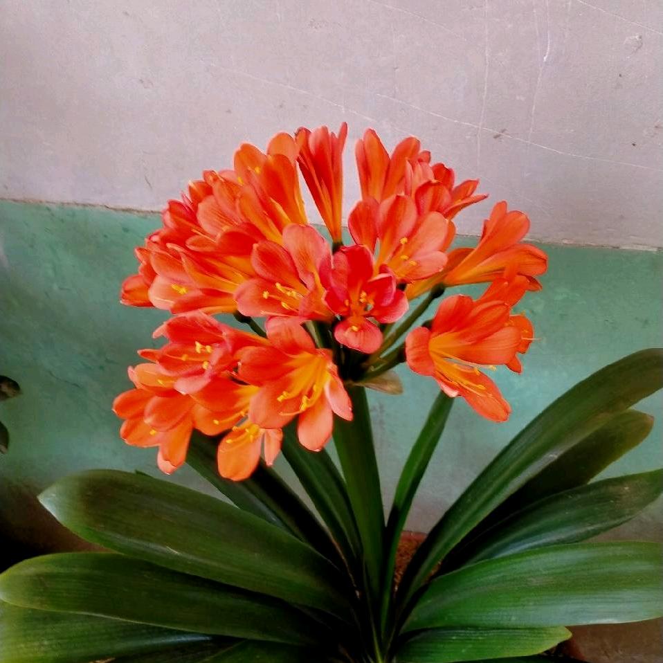 招远市张星镇万事通劳务服务中介部