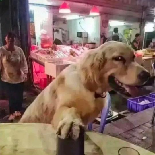 狗托