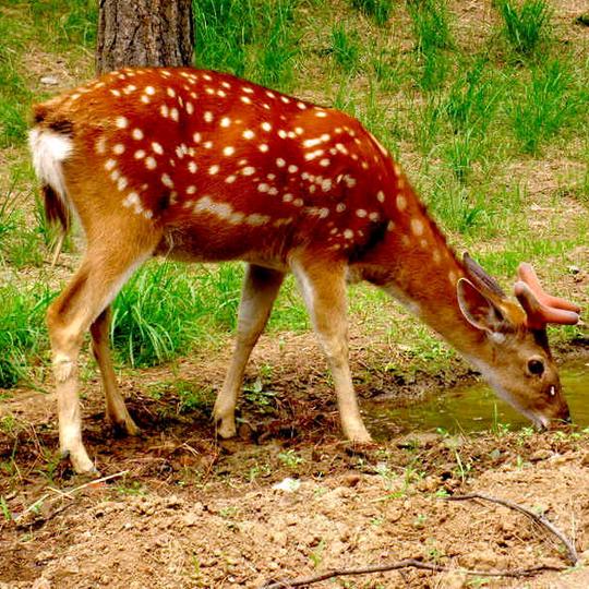 双阳区东广参茸行