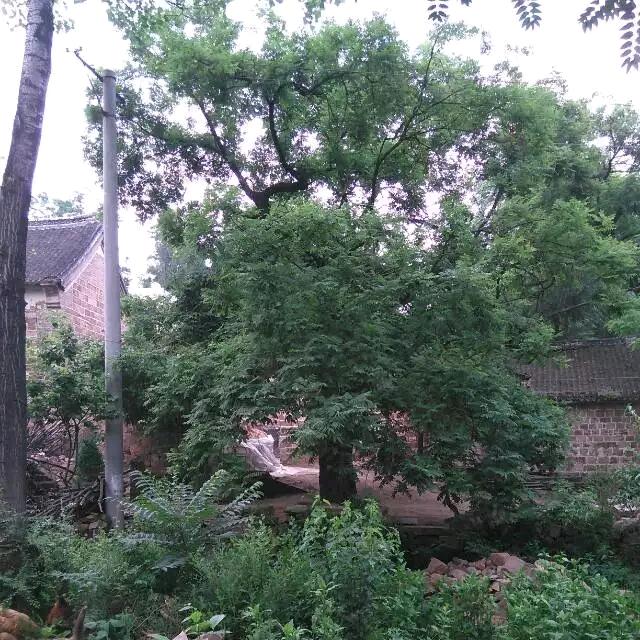 ☞百年老槐树☜