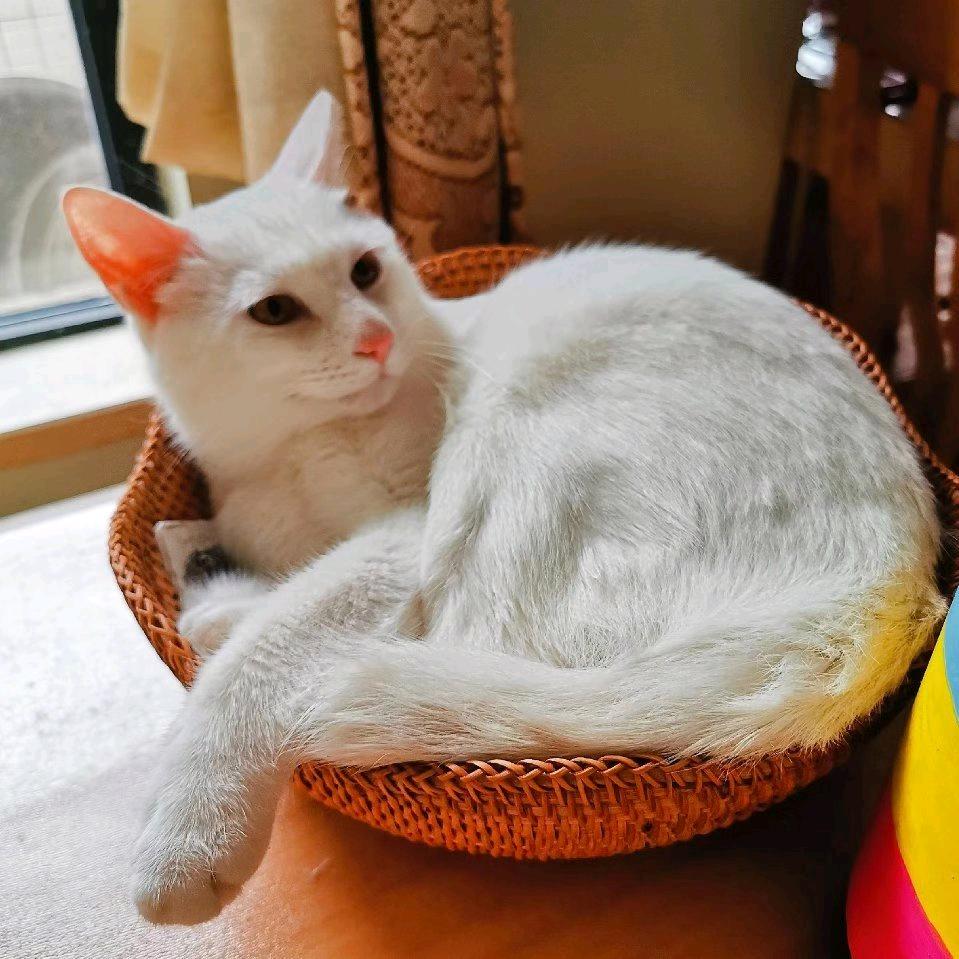 是猫小白啊