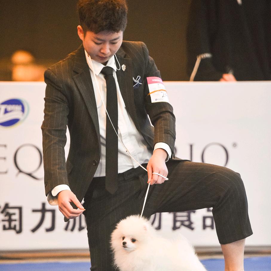 宠来了宠物美容培训