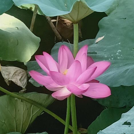 冰悠手工&手写