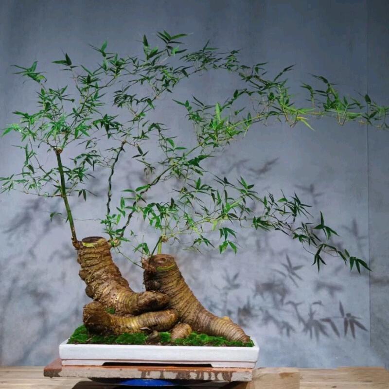 小风绿植