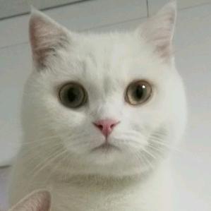 小猫咪爱麻麻