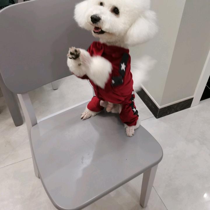 岩羊