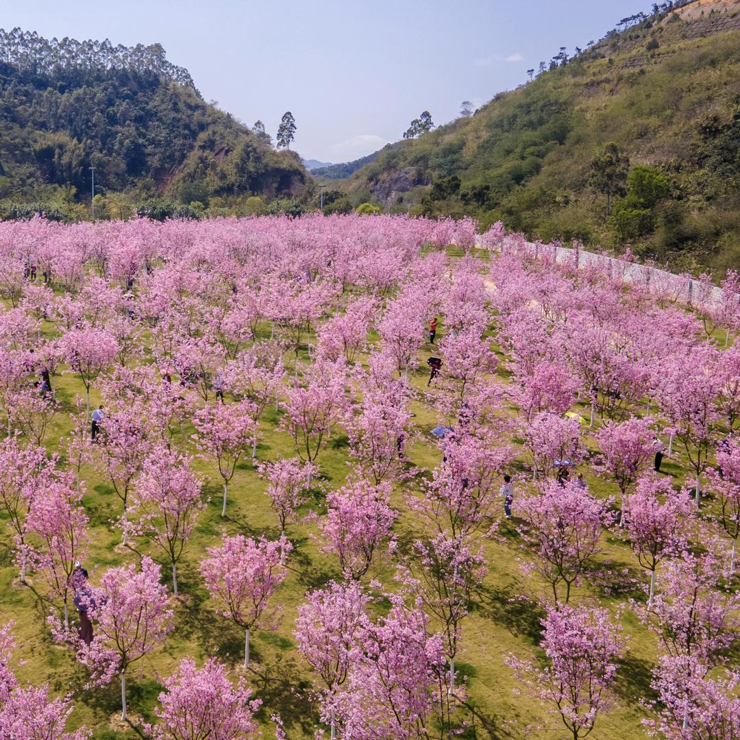云浮樱花园