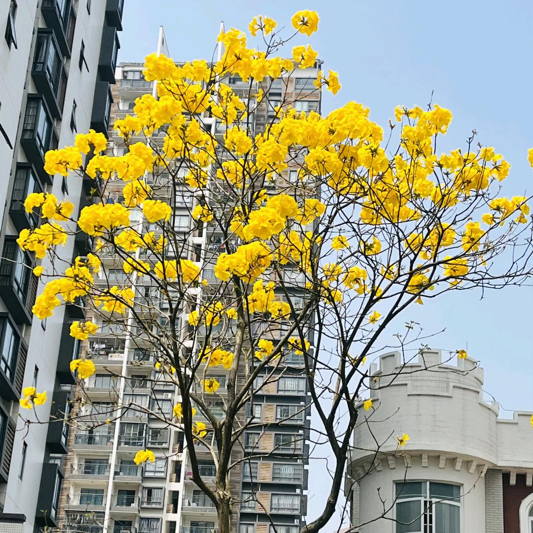 幸福女人