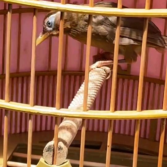 贵州农村哥