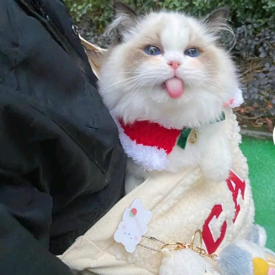 私宠优佳