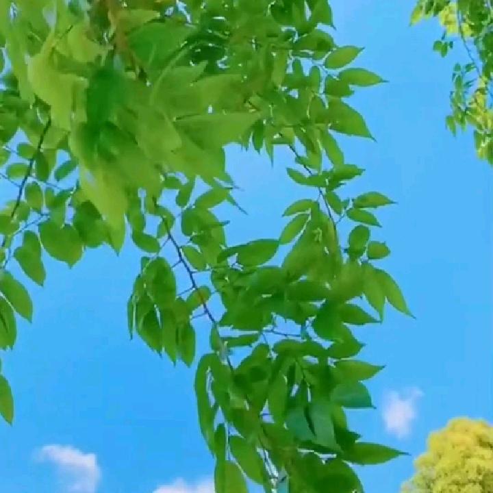 i王莉