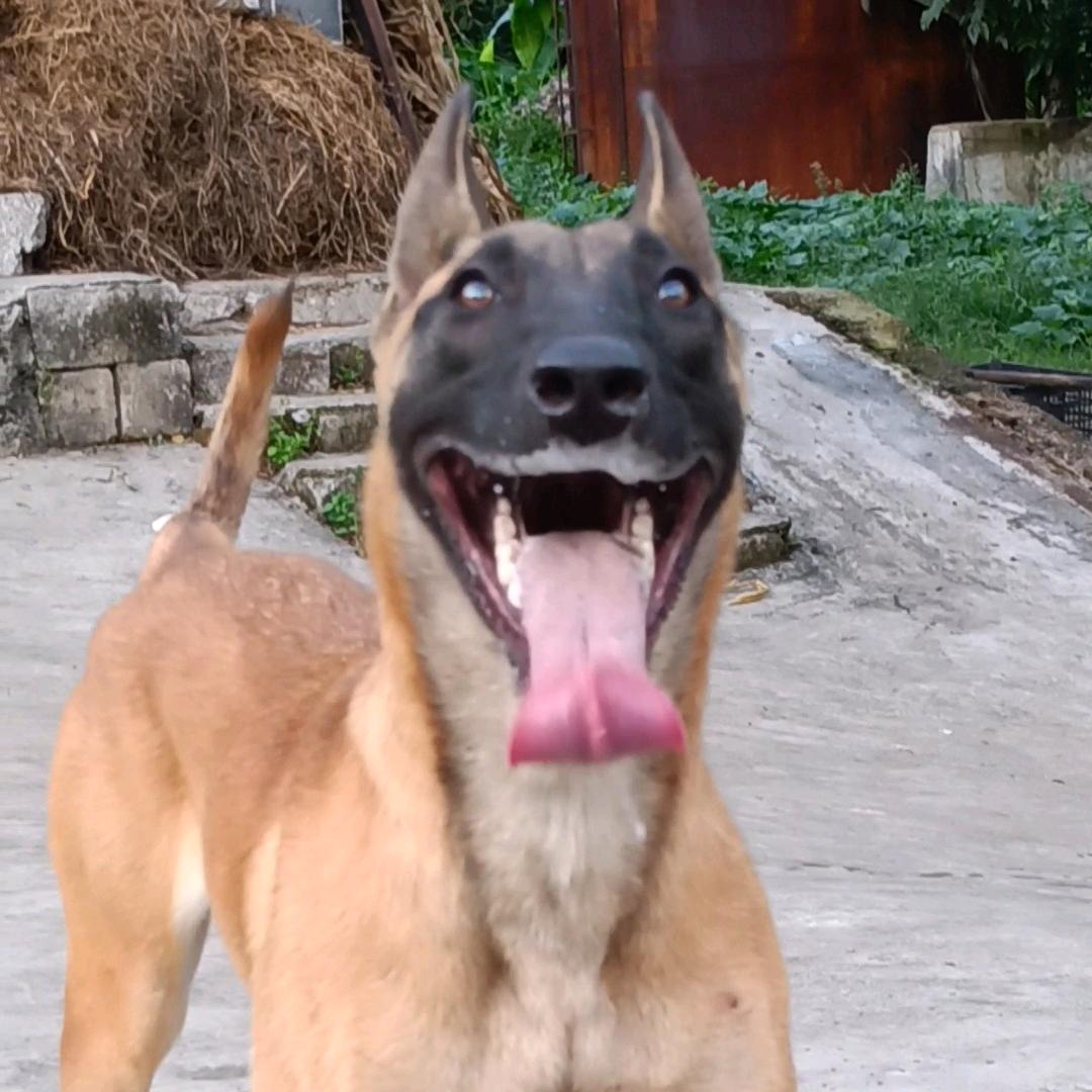 贵州小龙哥马犬繁育