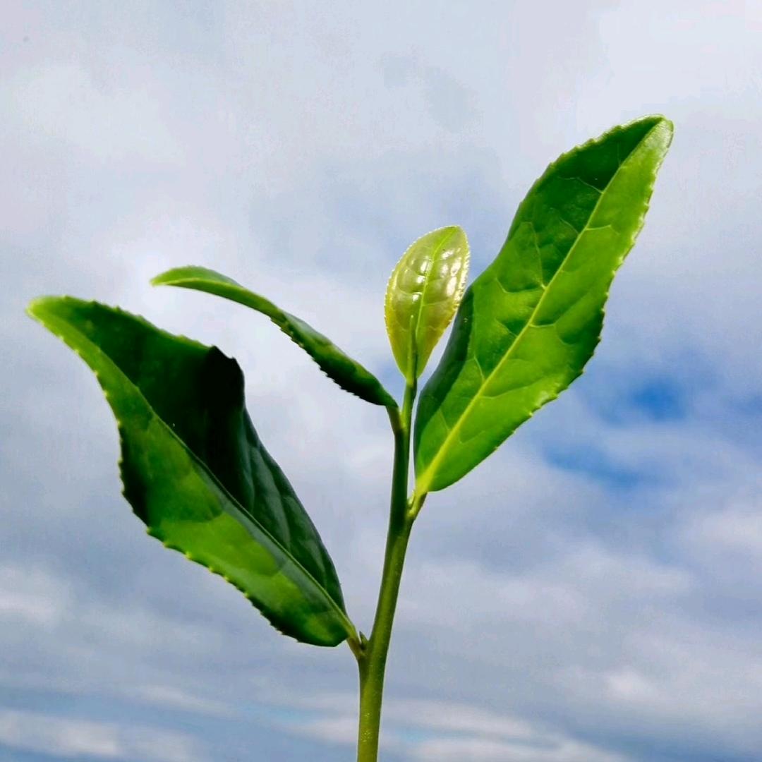 《紫韵峰茶业》