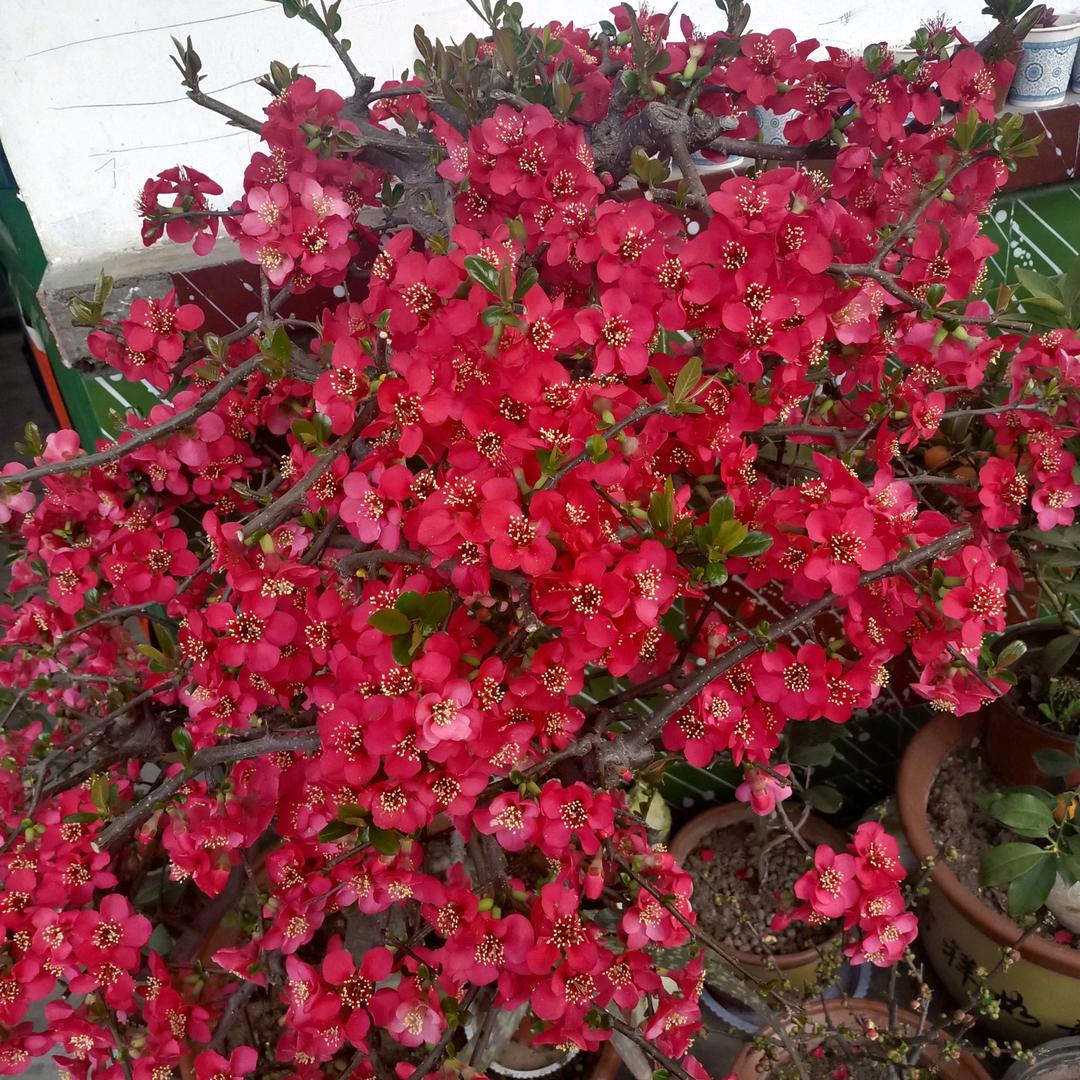 🌹春暖花开🌻