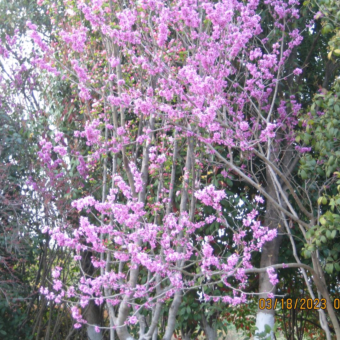 崔为兰灵璧石艺优品小铺