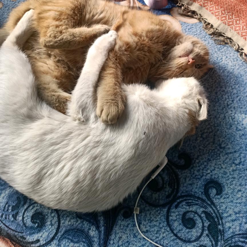 蓝冷