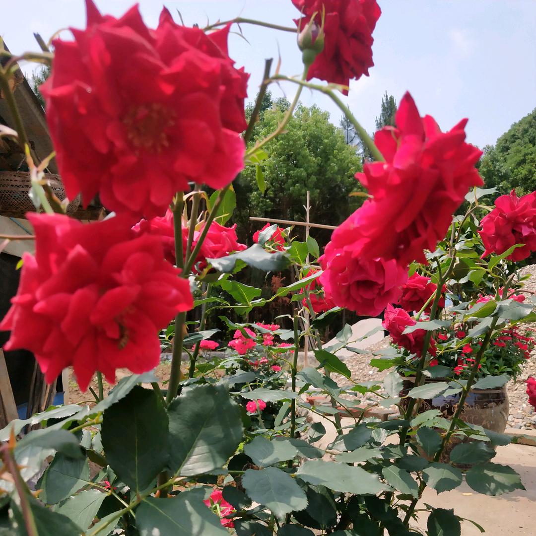 深山兰花