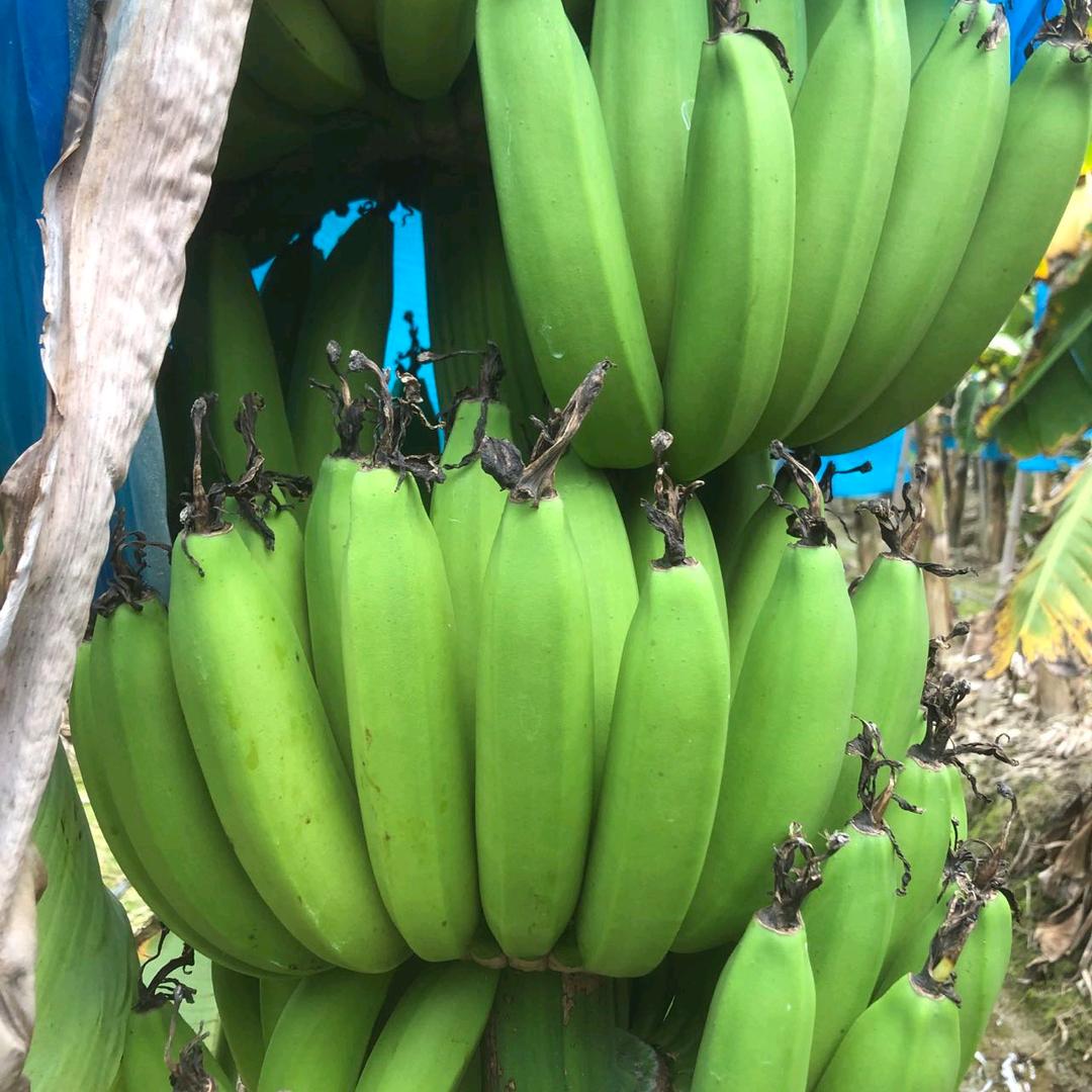 梁北伟鼎湖区沙浦镇政府除房屋
