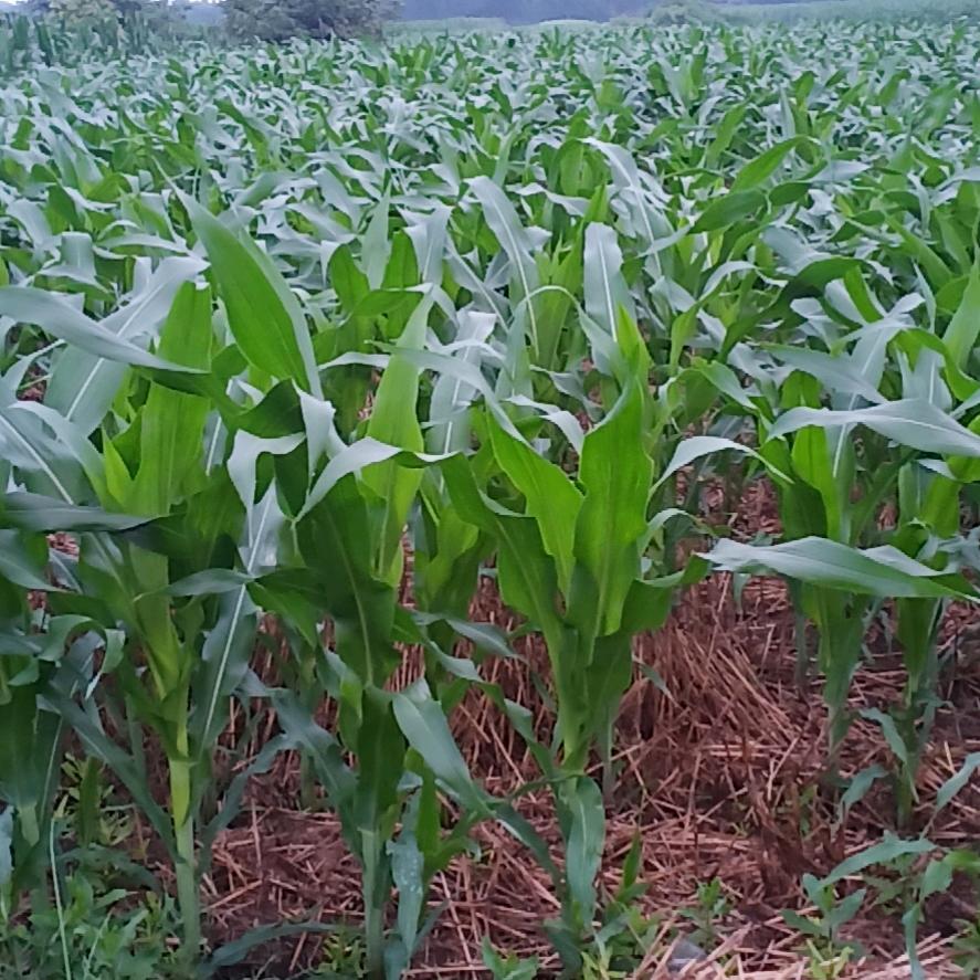 爱农业的愚蠢人老李