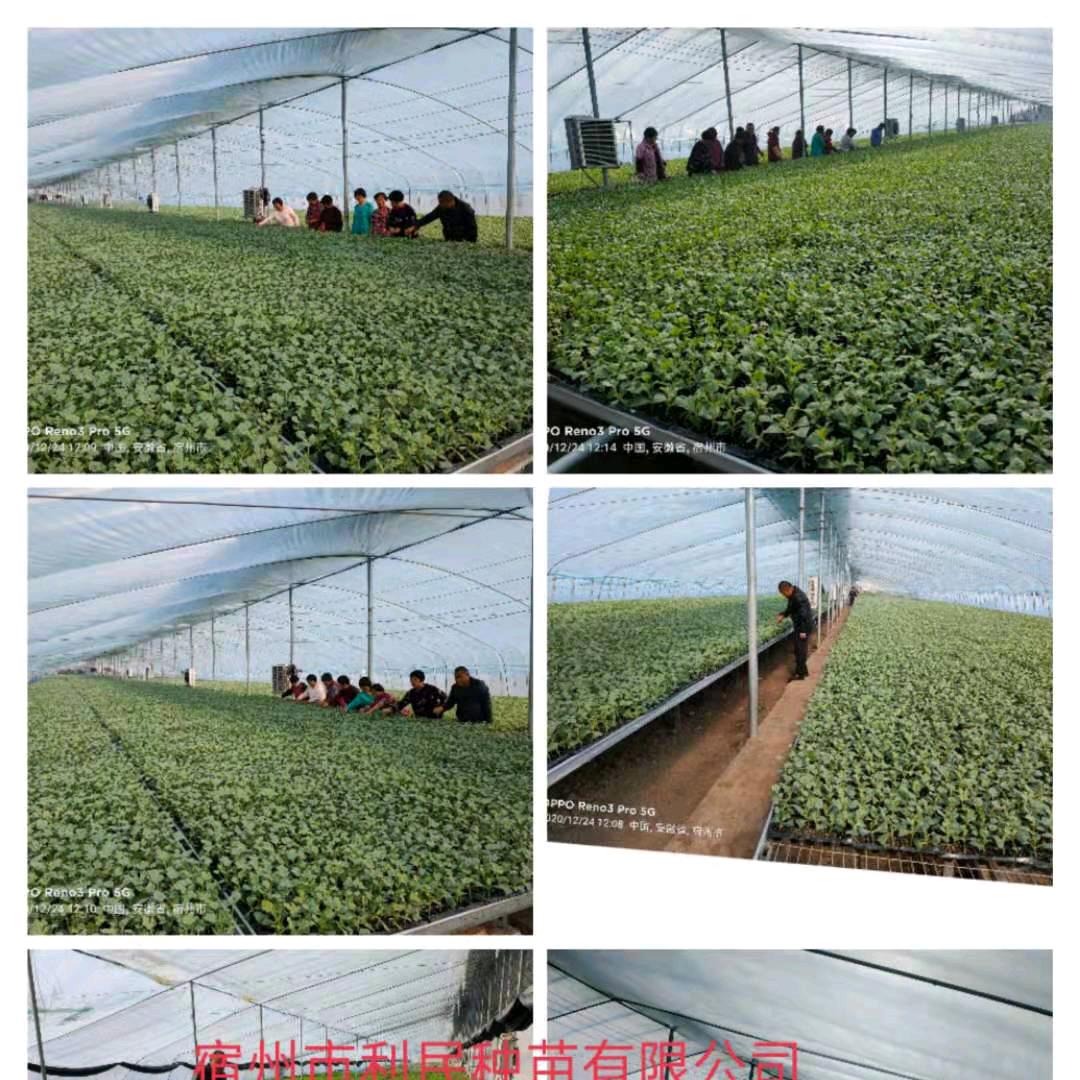宿州市韩二赛种苗销售有限公司