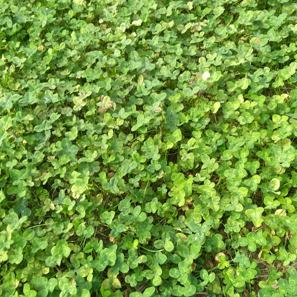 飘飘