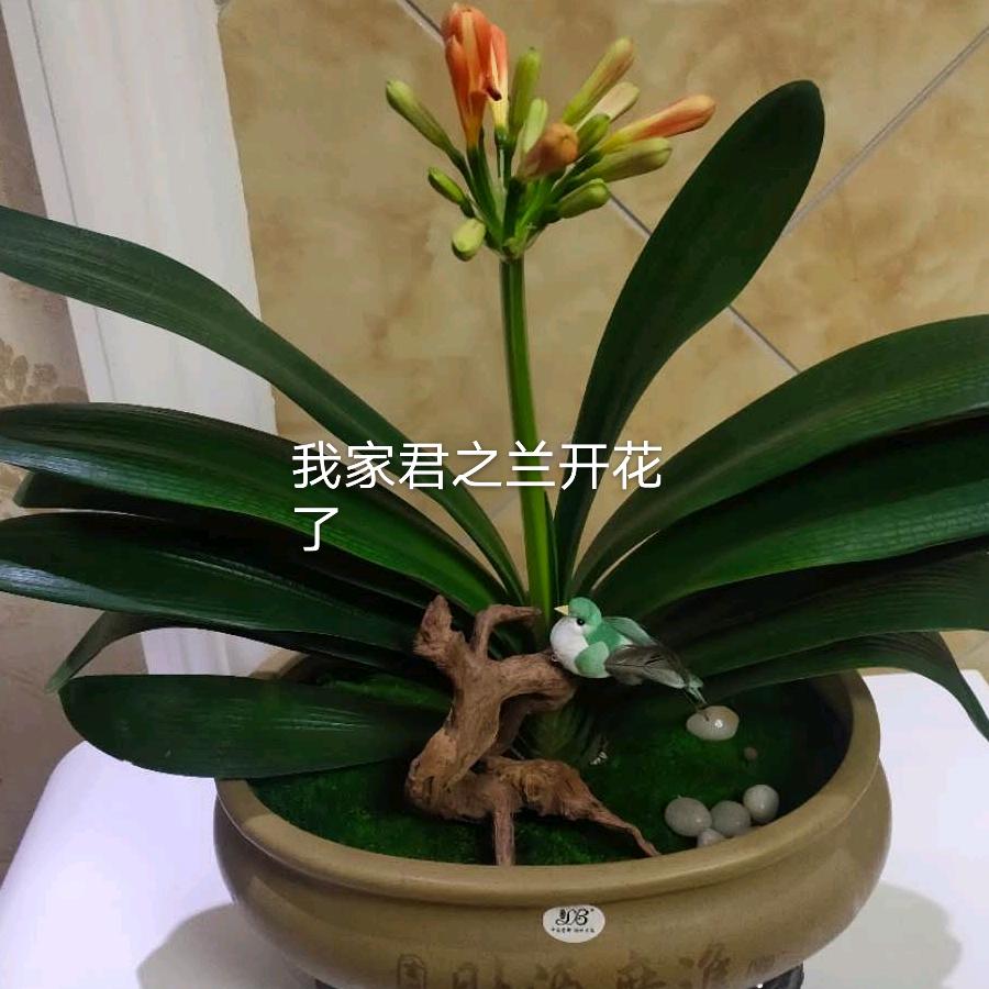 花落寞相离