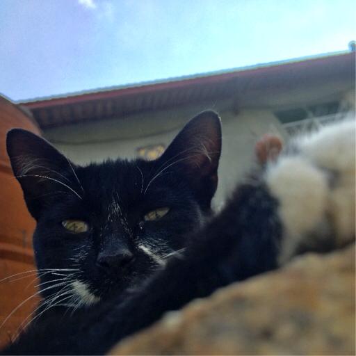 丹青郑法显（小哥道安先生）