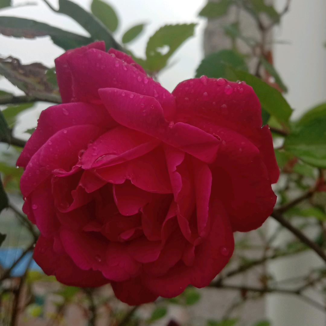 浅色夏末🌸