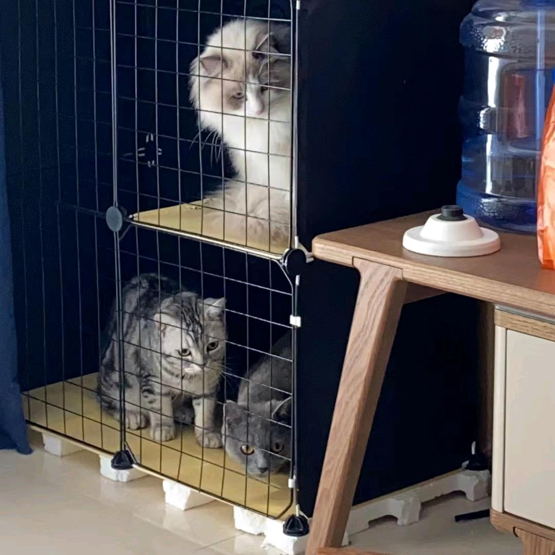 姓张的猫🐱
