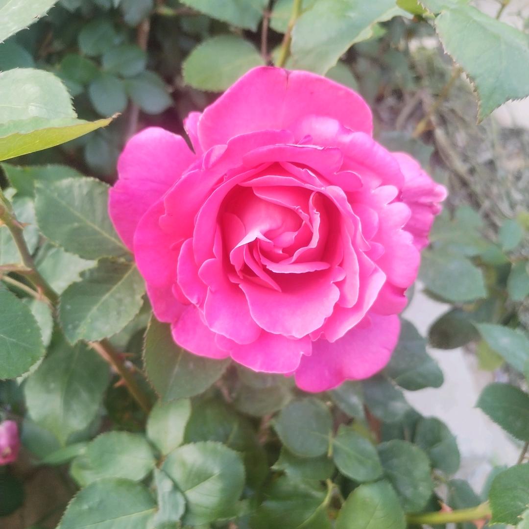 花开富贵66顺